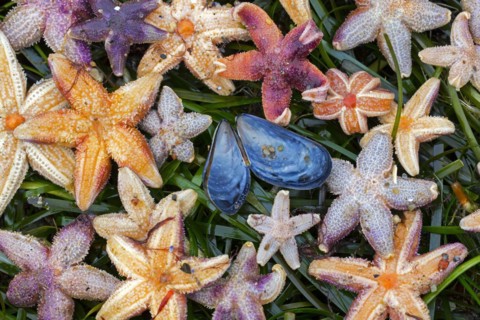 Mass stranding of dead common starfishes