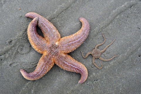 Common starfish