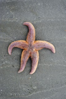 Common starfish
