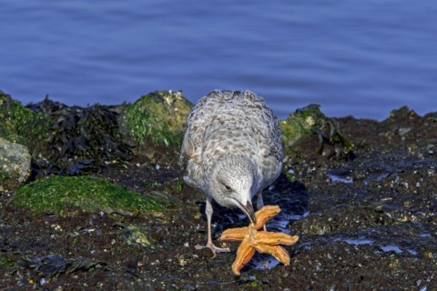 European herring gull