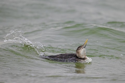 Yellow-billed loon