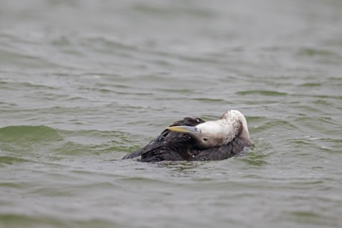 Yellow-billed loon