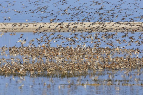 Flock of bar-tailed godwits