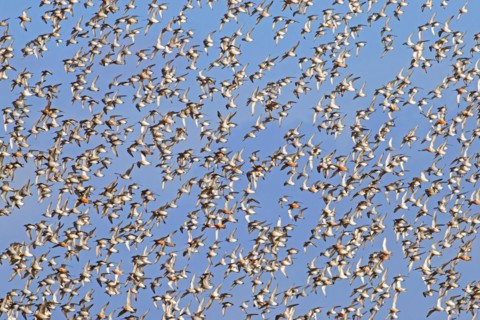 Huge flock of bar-tailed godwits