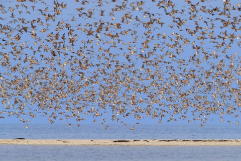 Huge flock of bar-tailed godwits