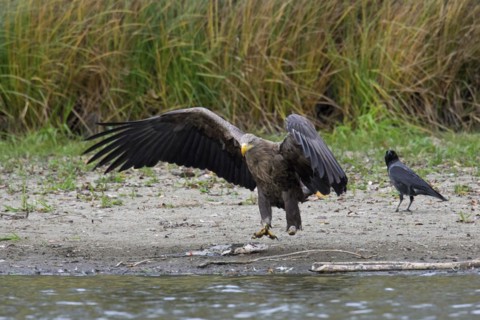 Hooded crow