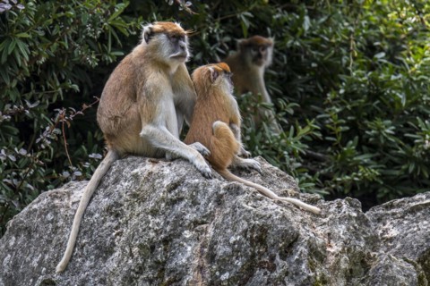 Patas monkey