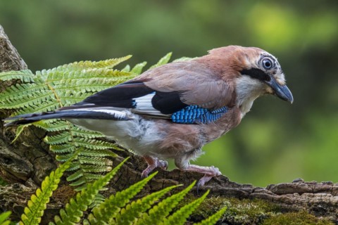 Juvenile Eurasian jay