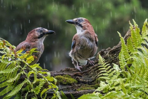 Two Eurasian jays