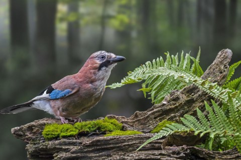 Eurasian jay
