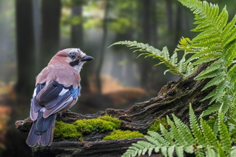 Eurasian jay