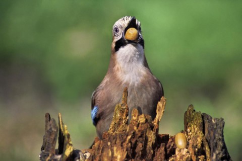 Eurasian Jay