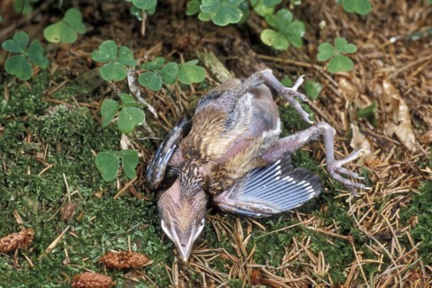 Dead Eurasian jay