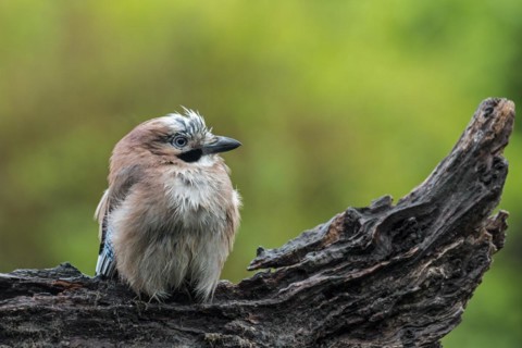 Soaking wet Eurasian jay