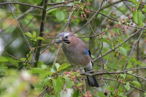 Eurasian jay