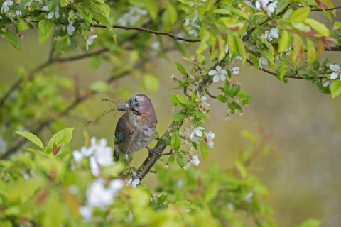 Eurasian jay