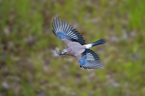 Eurasian jay
