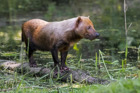 Bush dog