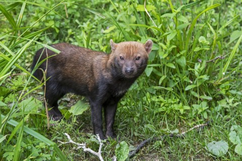 Bush dog