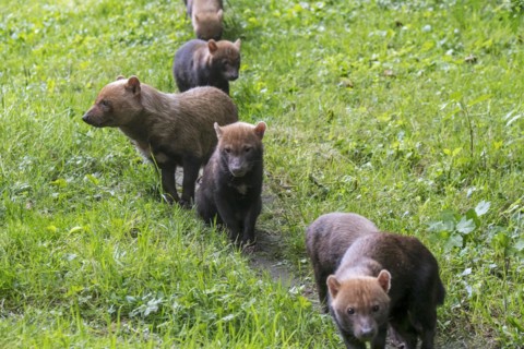 Bush dog