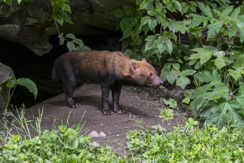Bush dog