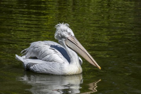 Dalmatian pelican