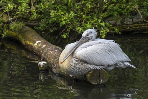 Dalmatian pelican