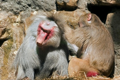 Hamadryas Baboons