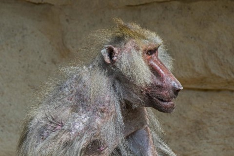Scruffy old hamadryas baboon
