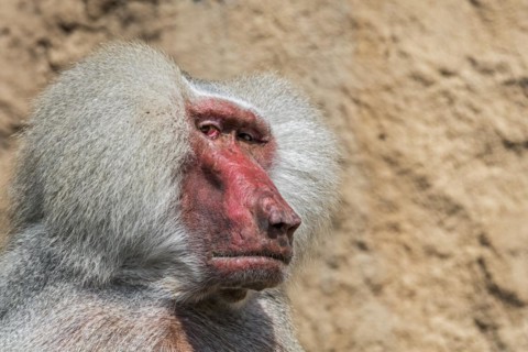 Hamadryas baboon