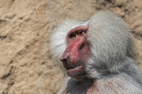 Hamadryas baboon