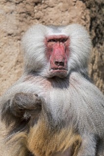 Hamadryas baboon