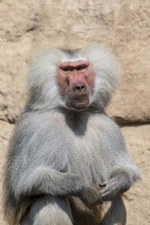 Hamadryas baboon