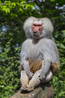 Hamadryas baboon