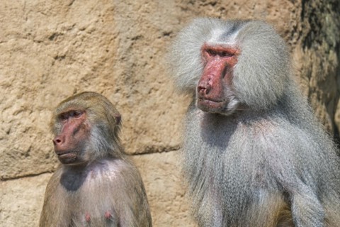 Hamadryas baboons