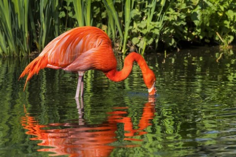 American flamingo