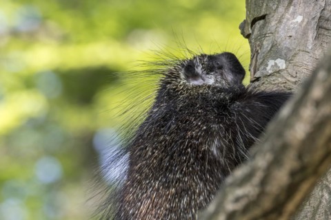 North American porcupine