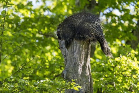 North American porcupine