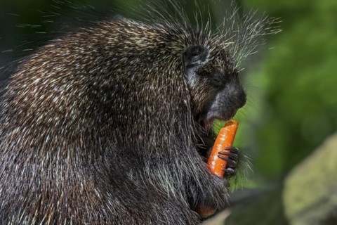 North American porcupine