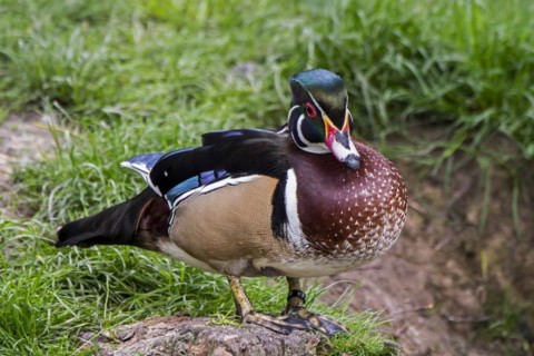 Wood duck