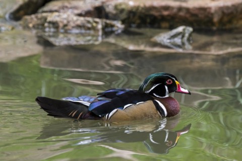 Wood duck