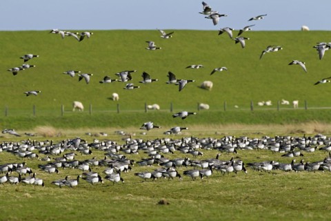 Flock of Barnacle Geese