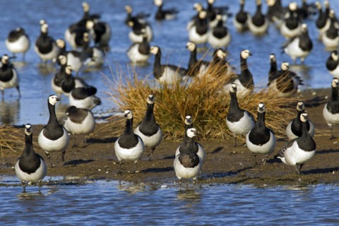 Flock of Barnacle Geese