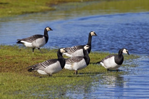Flock of Barnacle Geese