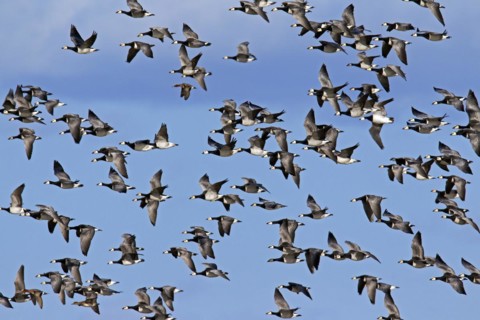 Flock of Barnacle Geese