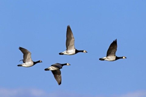 Flock of Barnacle Geese
