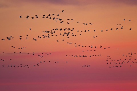 Flock of Barnacle Geese