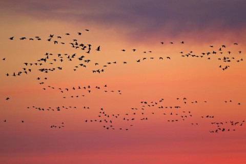 Flock of Barnacle Geese