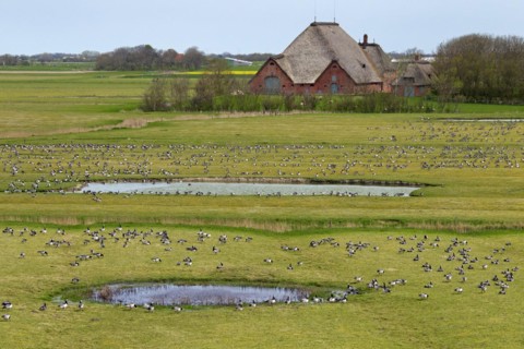 Flock of Barnacle Geese
