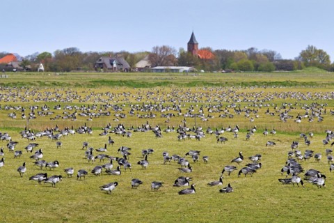 Flock of Barnacle Geese